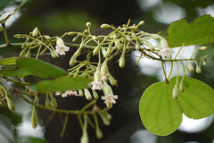 Bauhinia malabarica